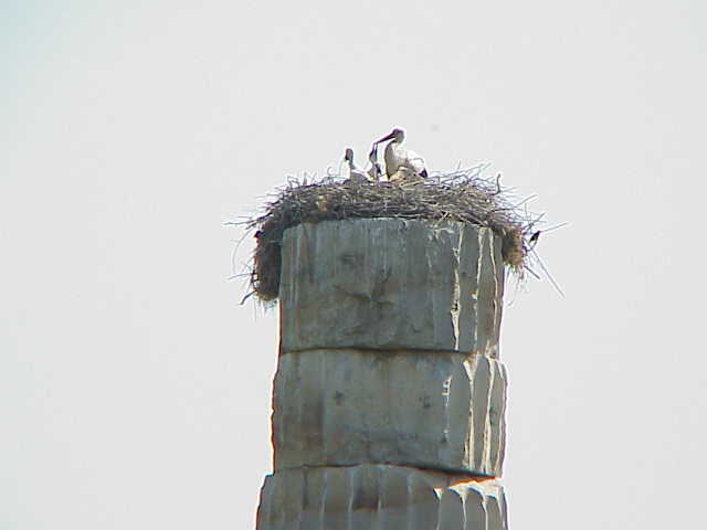 	Stork feeding babies in nest, on ancient column	